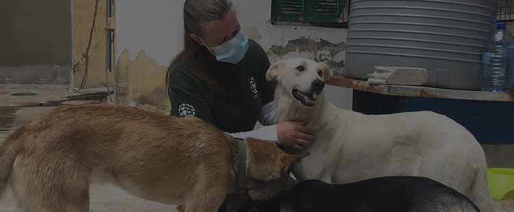 Photo of Doctor helping dogs